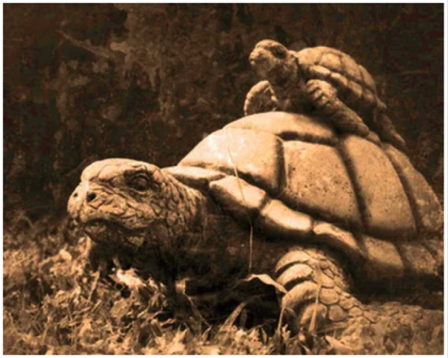 Jan 6 - Tortoise - 2023 Spirit Animal.
Self-Belief, Commitment, and Protection.
https://pow33.com/wp/
